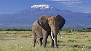 Amboseli Kenya