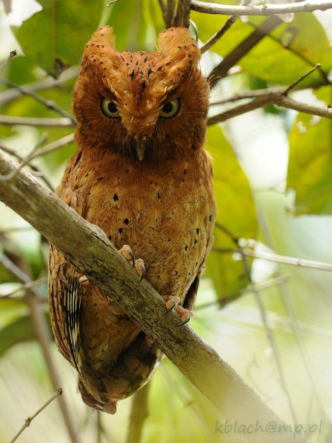 Sokoke Scops Owl watching