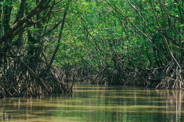 Mangrove Island Watamu