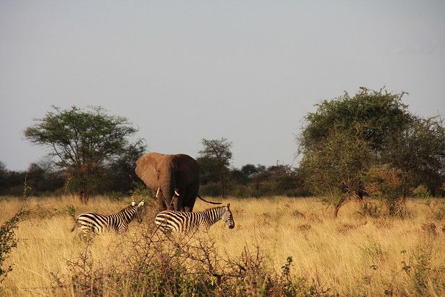 Meru National Park, Kenya